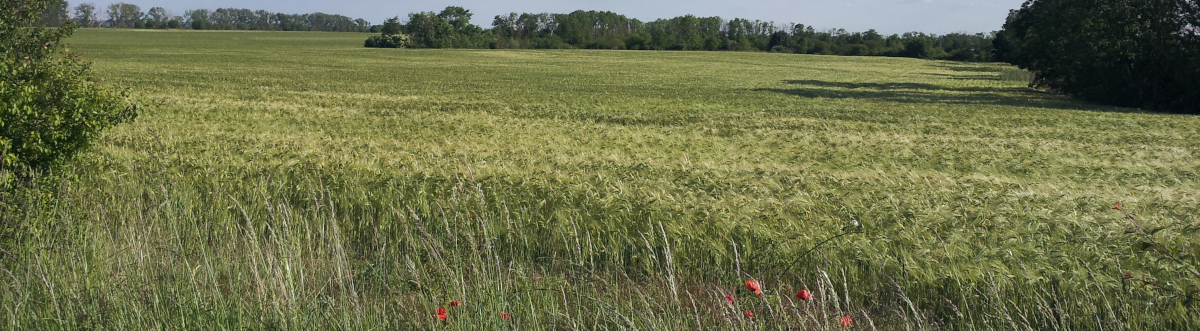 Licht am Horizont erhellt den Acker im Vordergrund